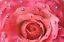 5" Bright Pink Rose Swarovski Rhinestone Silk Flower Combo HAIR Clip BROOCH Pin