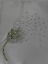 Bling Dandeloin Flower Blowing Iron On Hot Fix Rhinestone Transfer Motif